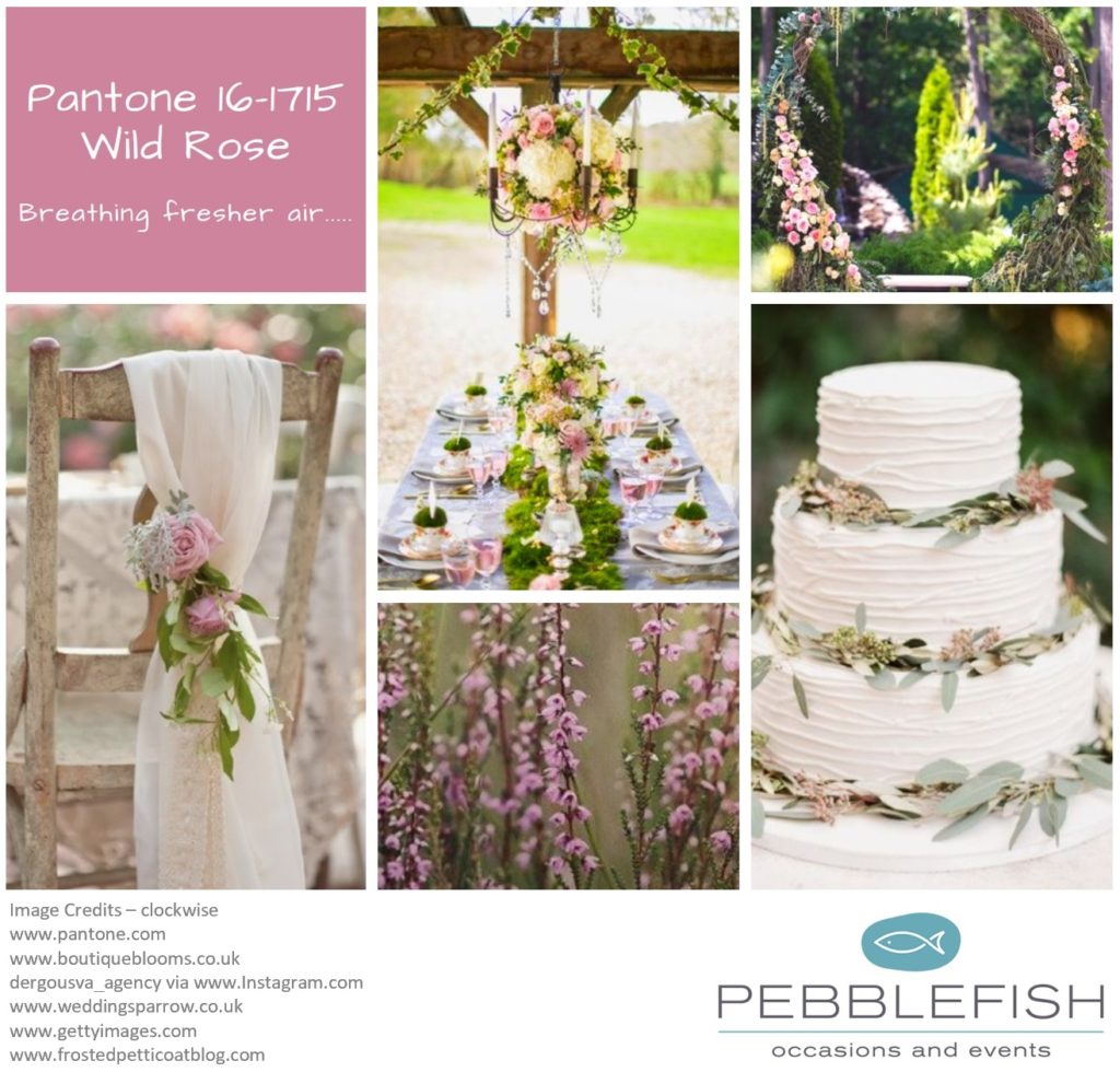 Picture Montage for pantone colour Wild Rose